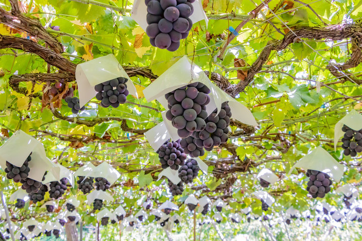 紀南観光ブドウ園