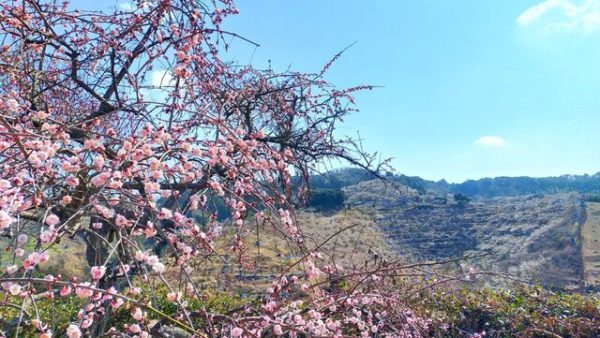 2月は和歌山へ行こう！梅を満喫するおすすめスポット5選
