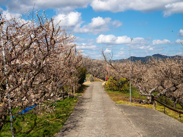 梅林の風景