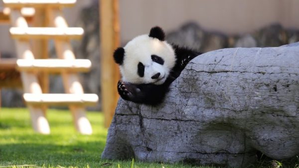 2026年2月以降順次開始！「子育て応援手当（仮称）」の受取方法と支給日まとめ