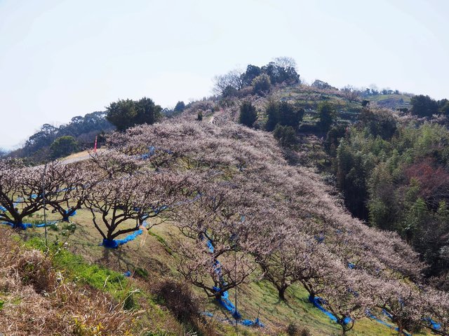 南部梅林の絶景