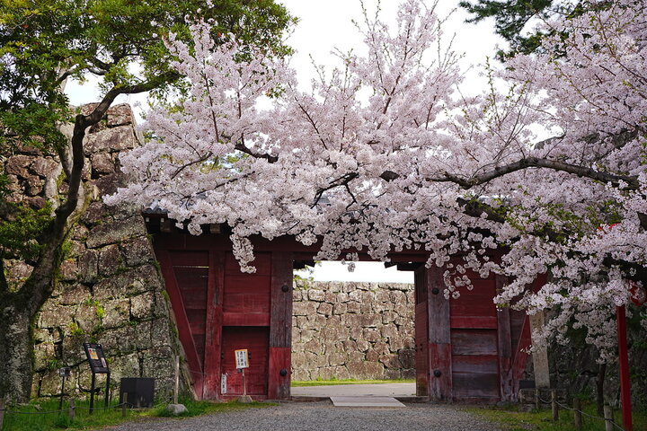 桜まつり 夜桜