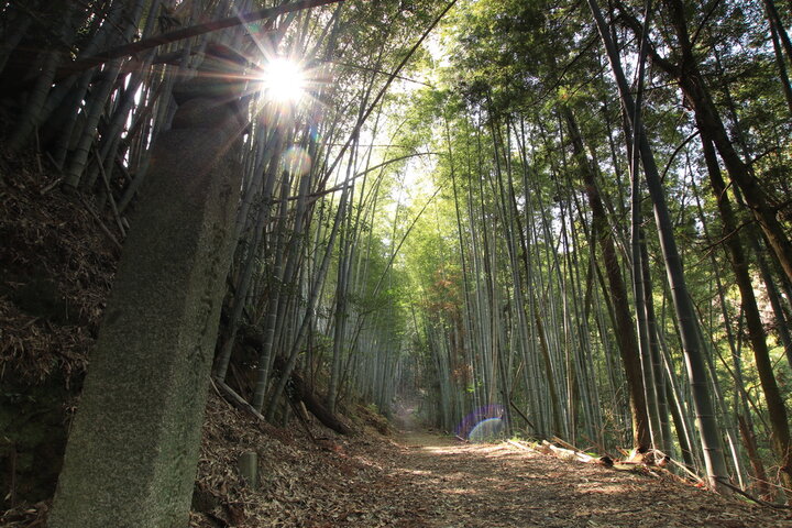 高野山の奥之院の杉木立