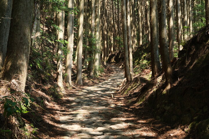 熊野古道 中辺路の杉林と石畳
