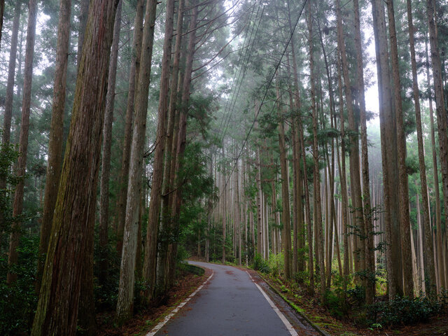高野山町石道の町石と紅葉
